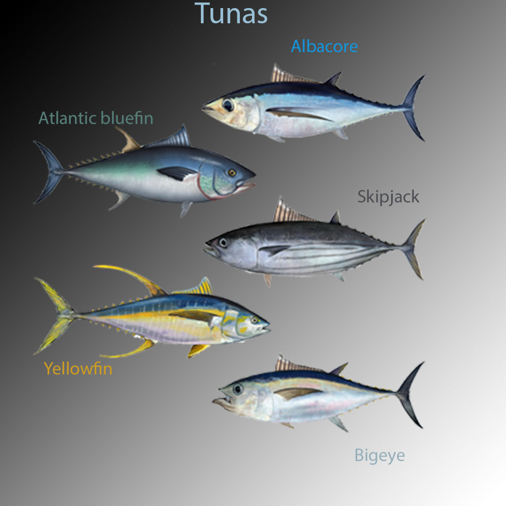 tuna fish (bluefin, cooked)